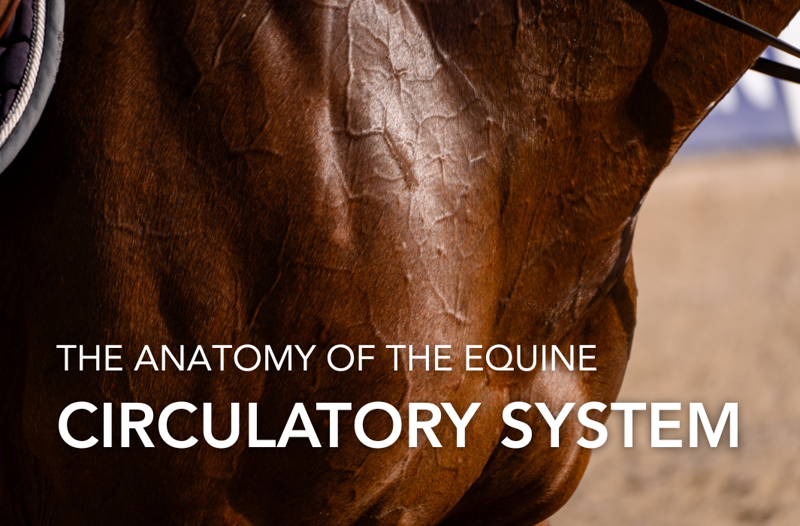 Anatomy of the Equine Circulatory System | Equine Science Matters™